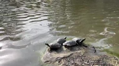 Huzurlu ve huzurlu bir manzara. Kaplumbağalar büyük bir kayanın üzerinde güneşleniyor. Sakin, berrak bir göletin sularında..