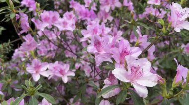 Canlı pembe açelya çiçekleri doğal zarafetlerini ve cazibelerini güzel bir şekilde sergiliyor..
