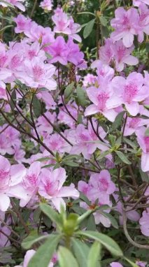 Parlak pembe açelya çiçekleri bahçede güzel çiçek açar..