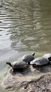 Kaplumbağalar sakin bir su kütlesinin yanındaki sıcak bir kayanın üzerinde huzur içinde güneşlenirler. Güzelliğin ve huzurun tadını çıkarırlar.