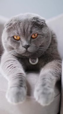 Turuncu gözlü şirin İskoç kedisi evde rahatça uzanıyor. Dikey video. 