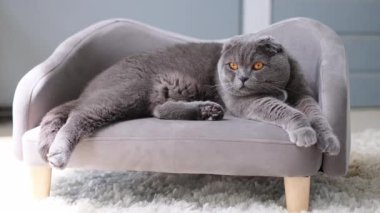 Muhteşem gri bir kedi rahat bir odada yumuşak ve şık bir kanepede dinleniyor..