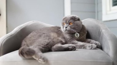 Huzurlu bir İskoç kedisi rahat gri bir sandalyede uzanır, eşsiz özelliklerini güzel bir şekilde sergiler..