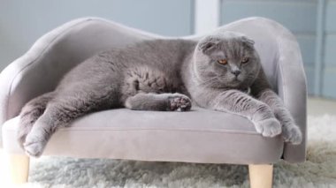 Enfes, gri bir kedi, son derece rahat, zarif bir minyatür koltukta uzanıyor..