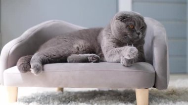 Büyüleyici gri bir kedi zarif ve şık bir mini kanepede huzur içinde uzanıyor..