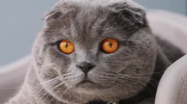 Turuncu gözlü bir İskoç kedinin kameraya sakince baktığı yakın plan..