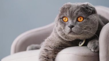 Gri bir koltukta dinlenen parlak turuncu gözlü bir İskoç kedisine yakın çekim. 