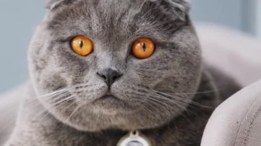 İskoç Katlanan kedisi, parlak turuncu gözlü yumuşak bir koltukta dinleniyor ve sakince etrafı gözlemliyor.. 