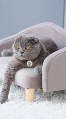 Kedi şık, modern bir koltuğa uzanmış, meraklı ve rahat görünüyor. Dikey video