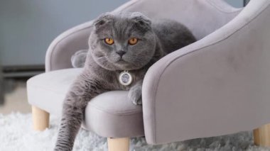 İskoç kedisi gevşek duruşuyla küçük gri bir kanepede uzanıyor.. 