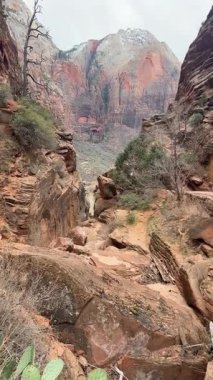 ABD 'deki Zion Ulusal Parkı' nın kaya oluşumları ve dramatik uçurumlarının ve doğal manzarasının çarpıcı güzelliğine kendinizi daldırın..
