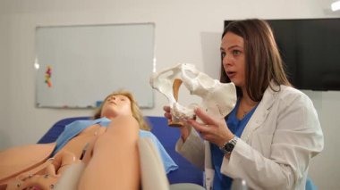 Yetenekli bir sağlık uzmanı, tıbbi eğitim oturumlarında detaylı modeller kullanarak pelvis anatomisini gösteriyor.