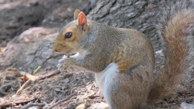 Güzel bir sincap, ağaç gövdesinin yanında fındık çiğniyor..