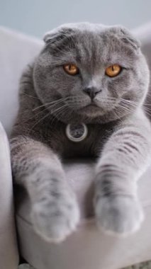 Çekici bir İskoç kedisi rahat bir kanepede rahat bir ev ortamında dinlenir, şık görünür ve tatilinden memnun kalır..