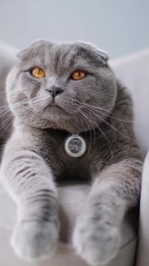 Rahat bir İskoç kedisi rahat bir kanepede uzanıyor, büyüleyici turuncu gözleri parlıyor.