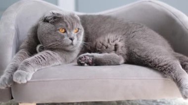 Şirin, gri bir İskoç kedisi yumuşak bir kanepede rahatça yatıyor, rahat, samimi ve karşı konulmaz bir şekilde sevimli görünüyor..