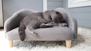 Sevimli gri bir kedi çok şık bir kanepede derin bir rahatlıkla evcil hayvan rahatlığı ve mutluluğunun güzel sahnesini sergiliyor.