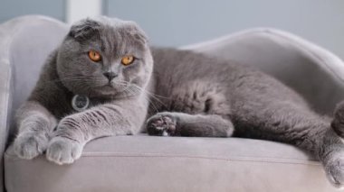 Rahatlamış bir İskoç kedisi yumuşak ve pelüş bir kanepeye uzanmış benzersiz ve büyüleyici cazibesini sergiliyor.