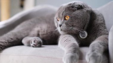 Huzurlu bir İskoç kedisi kanepede uzanıyor, tapılası özelliklerini ve rahat tavırlarını sergiliyor..