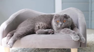 Zarif ve zarif gri bir kedi rahat bir kanepede uzanıyor, göz alıcı turuncu gözleri var..