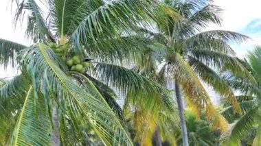 Rüzgarda sallanan yeşil tropikal palmiye ağaçları Miami, Florida 'da açık mavi bir gökyüzüne karşı.