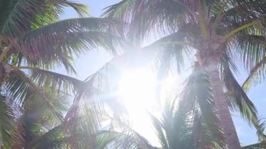 Tropikal iklimde güneşin arka planında yeşil palmiye ağaçlarının güzel arkaplanı.