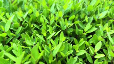 Yeşil taze lahanaların makro videosu. Genç bitkilerin küçük tohumları. Bitki arkaplanı