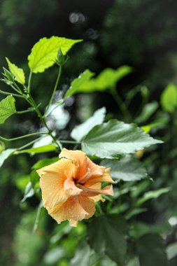 Sera, Lednice. Hibiscus rosa sinensis.