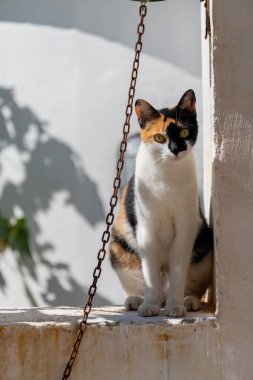 Duvarda oturan sevimli küçük kedi