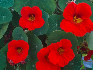 Bahçe Nasturtium çiçeği turuncu renkli manzara fotoğrafçılığı