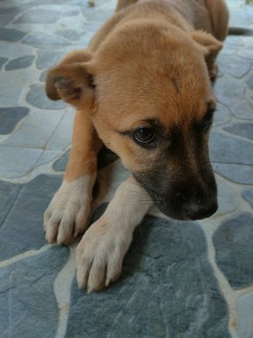 Köpek yavrusu dışarıda.