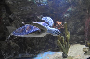 Mavi kaplumbağa akvaryumda yüzüyor.