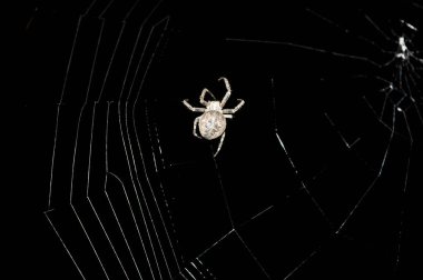 Örümcek gece ağ örüyor.
