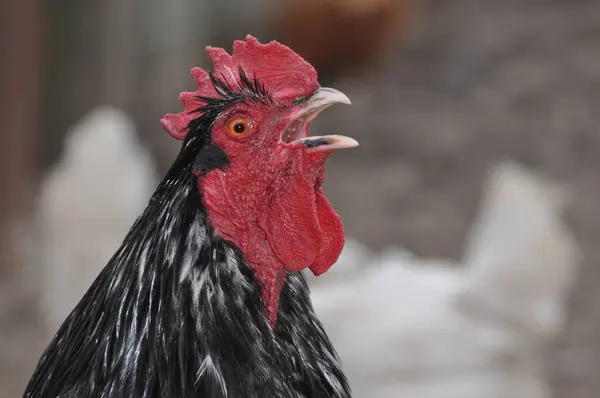 Kırmızı taraklı siyah horoz.