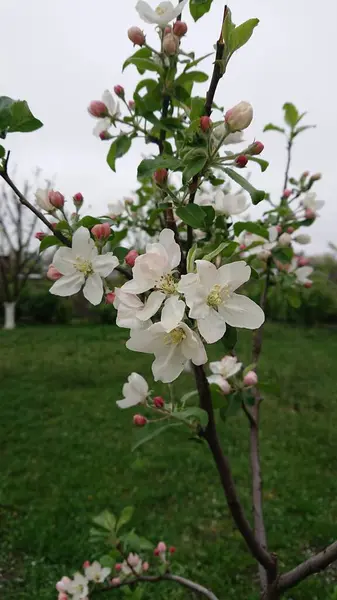 Elma ağacı baharda bahçede çiçek açar.