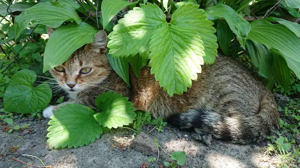 Kedi bahçede, yaprakların altında yatıyor.