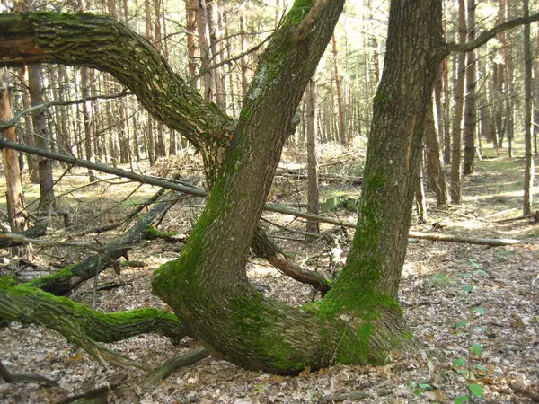 Sonbahar ormanında yosunlu yaşlı ağaç