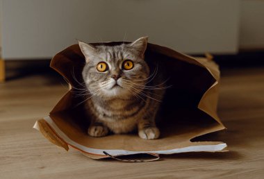 Parlak turuncu gözlü İngiliz gri heteroseksüel evcil kedisi karton bir Kraft kağıt zarfın içinde oturuyor ve yerde bir posta paketi var. Uluslararası Kedi Günü. Kapalı, kapalı.