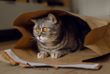 Parlak turuncu gözlü İngiliz gri heteroseksüel evcil kedisi karton bir Kraft kağıt zarfın içinde oturuyor ve yerde bir posta paketi var. Uluslararası Kedi Günü. Kapalı, kapalı.