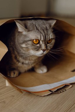 Parlak turuncu gözlü İngiliz gri heteroseksüel evcil kedisi karton bir Kraft kağıt zarfın içinde oturuyor ve yerde bir posta paketi var. Uluslararası Kedi Günü. Kapalı, kapalı.