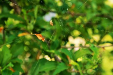 Doğa Sanatı: Örümceğin Ağı. Bu karmaşık fotoğraf, doğal mühendisliğin bir başyapıtı olan bir örümceğin ağındaki narin ve büyüleyici güzelliği yakalar..