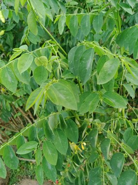 Katuk yapraklarının yakın plan fotoğrafı, açık yeşil renkli, evin bahçesinde yetişen bu yapraklar genellikle sebze çorbası olarak tüketilir.