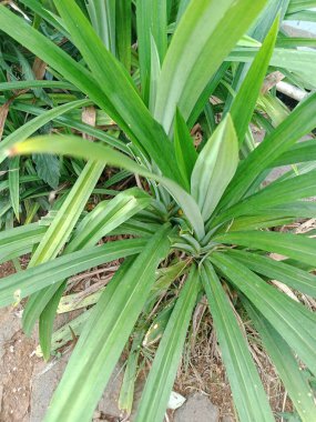 Bahçedeki pandan yapraklarının fotoğrafını çek. Büyük ve geniş yapraklı koyu yeşil. Bu yapraklar aroma ve yiyeceğe doğal yeşil renk sağlamak için kullanılıyor.