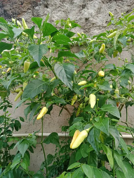 Ağaç ve taze kırmızı biber meyvelerinin fotoğrafı, taze ve bol meyveli biber sıklıkla Endonezya 'daki tüm yemeklerde tamamlayıcı bir baharat olarak kullanılır.