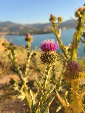 Close-up of a thistle flower with a blurred lake and mountains in the background clipart