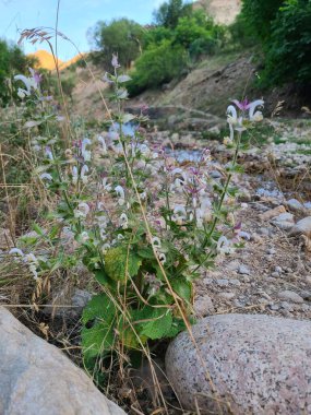 Doğal bir manzaranın küçük bir deresinin yakınındaki kayaların arasında büyüyen kır çiçekleri.