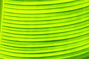 İnce taneli doğal ağaç dokusu..