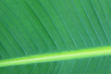 İnce taneli doğal ağaç dokusu..