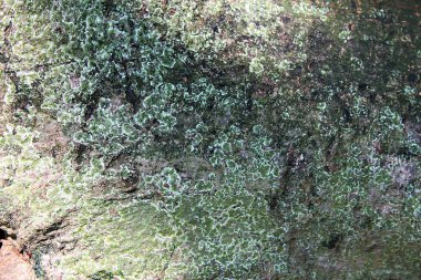 İnce taneli doğal ağaç dokusu..