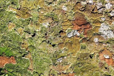 İnce taneli doğal ağaç dokusu..